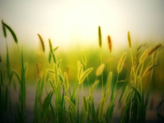 Energie renouvellable